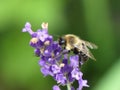 Black and Yellow Bumble Bee on the Tip of a Purple Flower Stalk Royalty Free Stock Photo